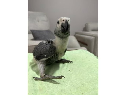 Bebek jako papağanı