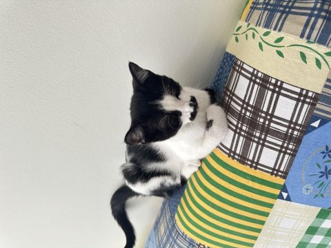 Sağlıklı minik kediye kalıcı yuva !!
