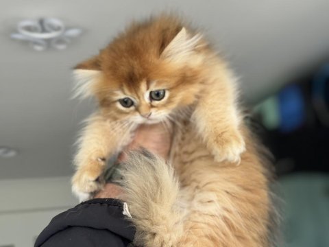 Golden longhair british yavrumuzu canlı görün