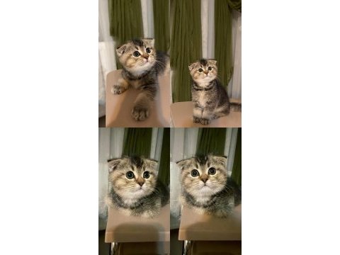 65 günlük yavru scottish fold erkek