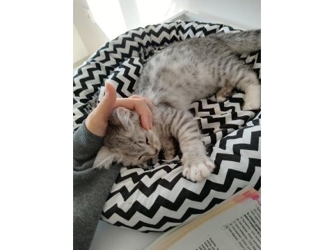 British shorthair tabby erkek yavru