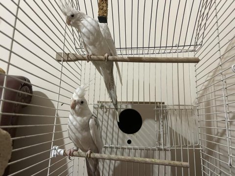 White face lutino sultan papağanı tecrübeli çiftler