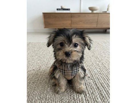Ev ortamından yavru köpekler