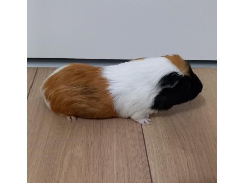 Kafeste birlikte ginepig
