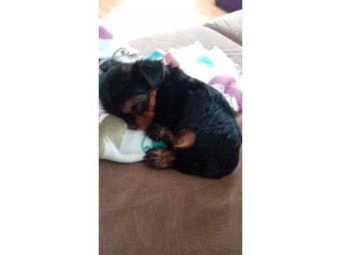 Terrier yorkshire terrier safkan (1,5 aylık)