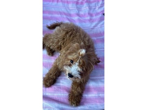 Maltipoo dişi yavru