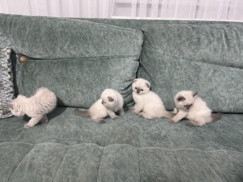 2 aylık blue point yavrularımız sahiplendirilecektir