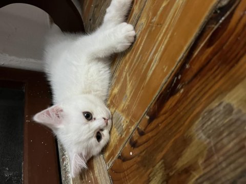 Scottish fold kedimiz sahiplendirilecek