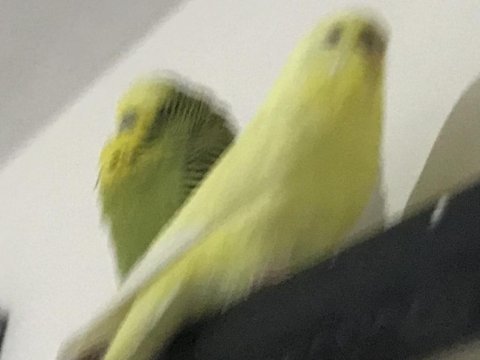 Lutino ve jumbo çift muhabbet kuşları