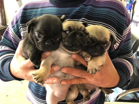 Minik pug yavru
