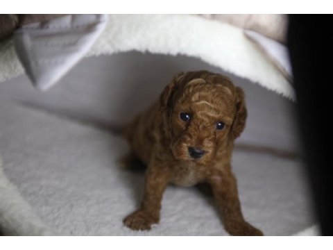 F2 orjinal maltipoo 3 kız kardeş