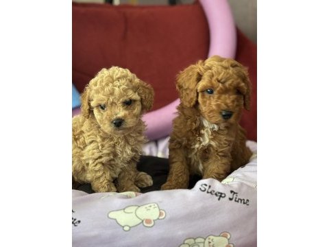 Mükemmel kaliteli oyuncak gibi poodle yavrularımız