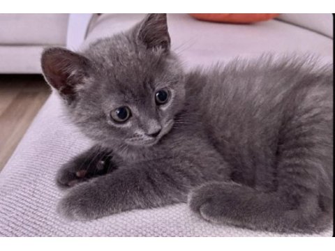 Erkek scottish shorthair