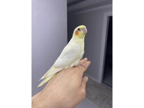 Yeni yuvasını arayan sultan bebekler