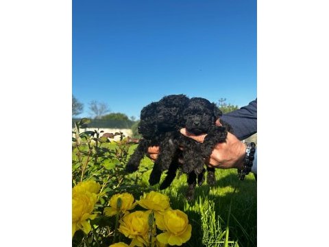 Toy poodle yavrular