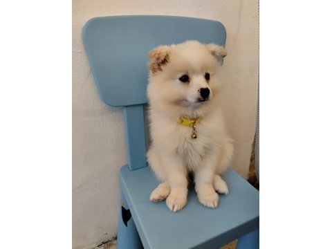 Pomeranian spitz