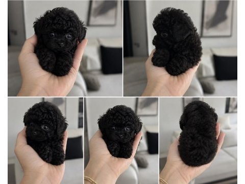 Simsiyah lekesiz toy poodle bebekler
