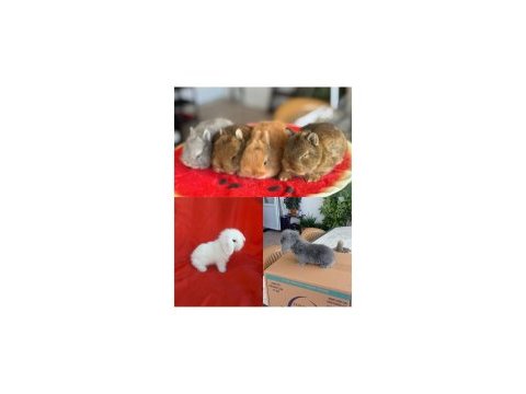 Cüce ve lop ırkı tavşan