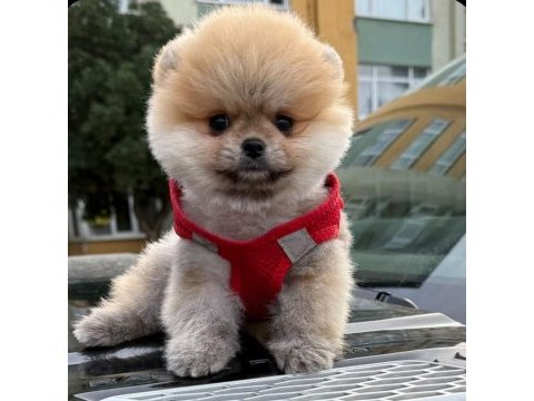 Safkan pomeranian boo bebekler