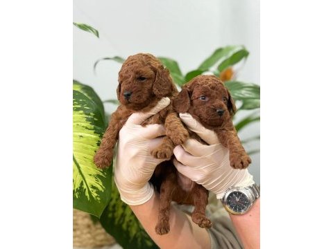Çanakkalede toy poodle yavrularımız