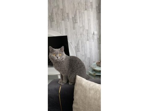 British shorthair erkek 7 aylık