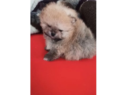 Orijinal pomeranian boo