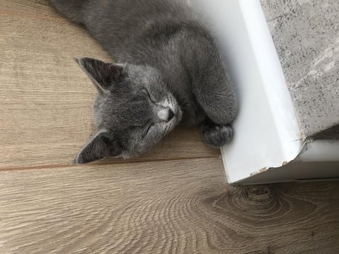 Dişi british shorthair