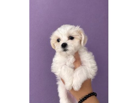 Maltese terrier yavrular