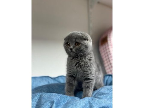 Koca kafa kedilerimiz aa kalıte safkandır