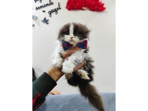 British longhair bicolor özel renk nadir bulunur