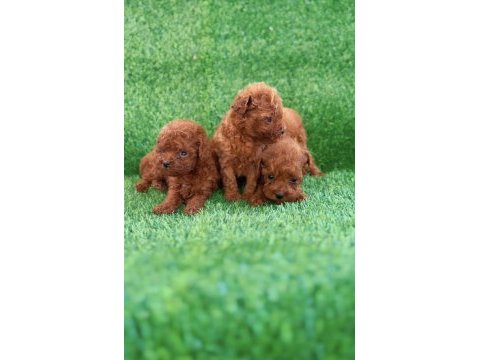 Teacup kore poodle yavrular