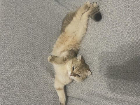 Scottish fold golden dişi