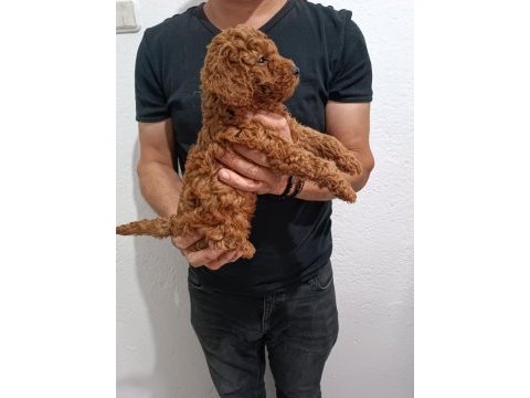 Anne altından poodle yavrular