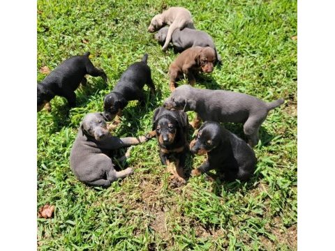 Afacan doberman bebekler kapıda ödeme mevcuttur