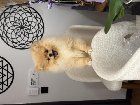 Pomeranian boo ayıcık yüz acil sahiplendirme