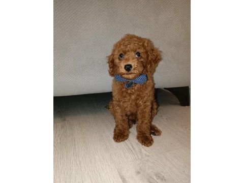 İzmirde kore poodle yavru