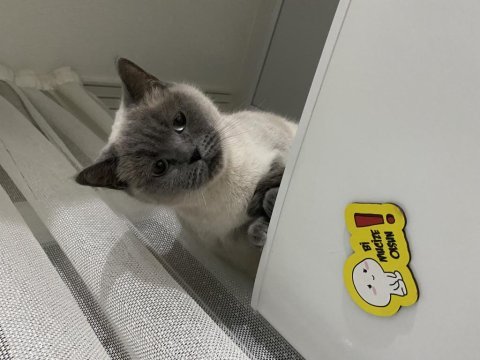 Ücretsiz british shorthair (blue point)