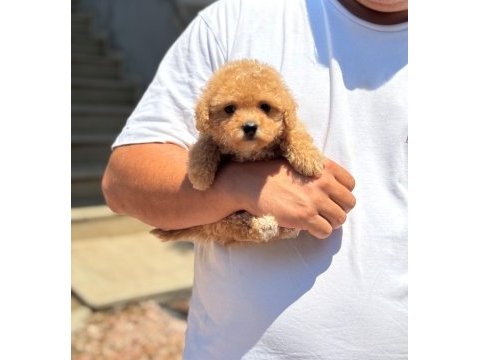 Sağlık ve ırk garantili kore maltipoo
