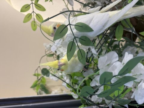 Sultan papağanı ele kola alıştırmalık