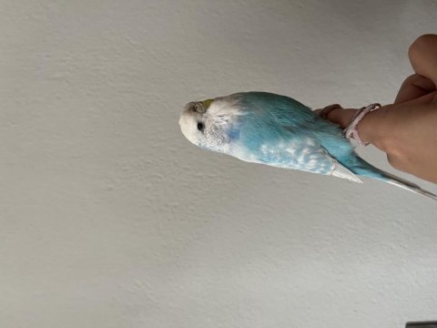Jumbo kuş