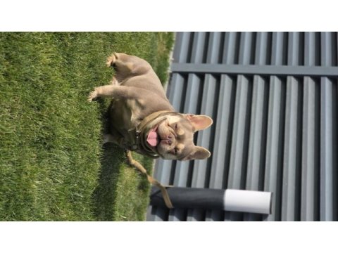 İsabella tan french bulldog (fluffy-coco) carrier