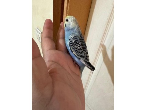 43 günlük erkek bebek muhabbet kuşu