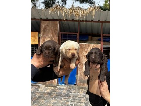 Sevimli labrador bebeklerimiz
