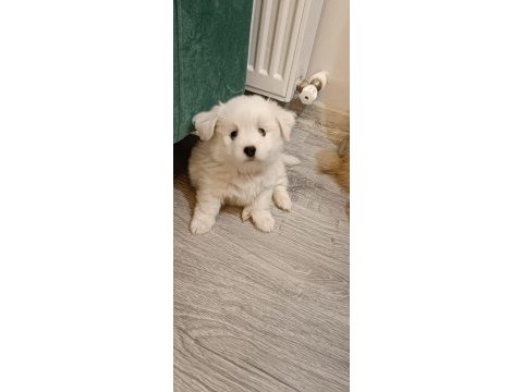 1 aylık orjinal tilki surat maltese terrier