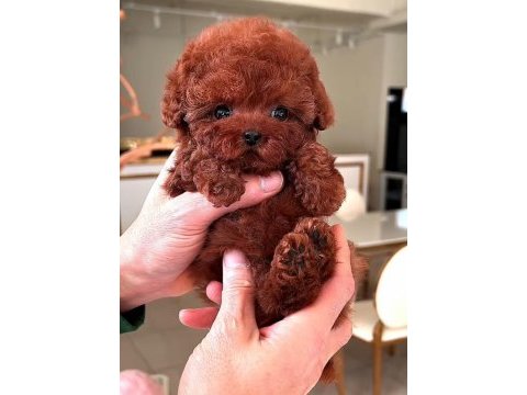 Toy poodle sağlık garantili