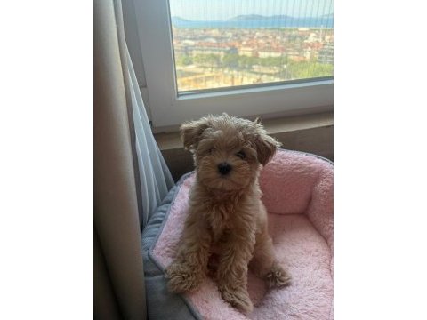 Kore teacup maltipoo yavrular
