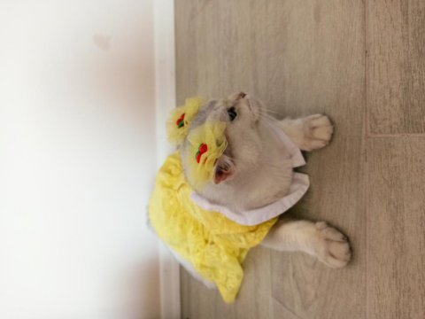 Safkan şecereli dişi british shorthair