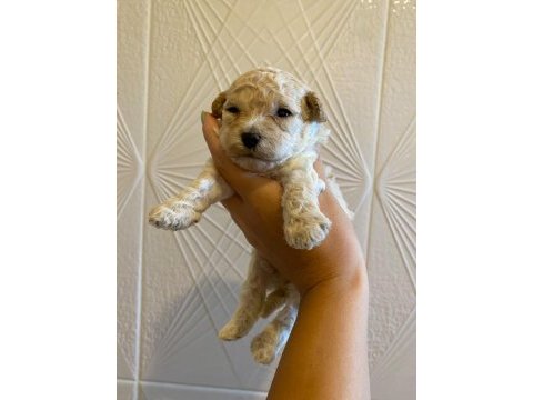 Kore maltipoo yavrularımız