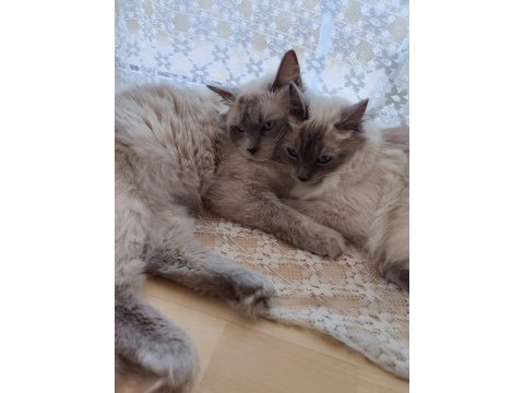 Ragdoll lilly ve mia
