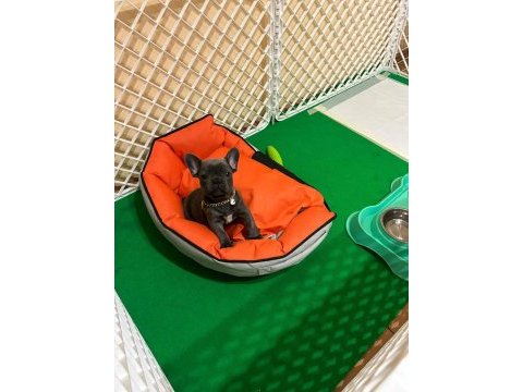 Satılık blue erkek 2 aylık french bulldog